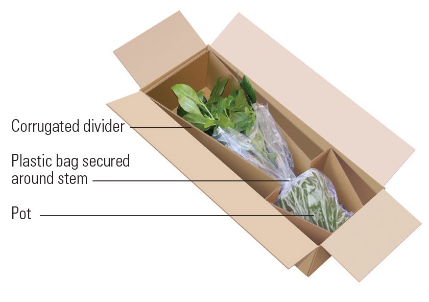 Corrugated boxes and dividers are essential when shipping plants to avoid damages.